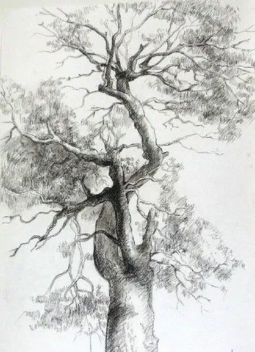 Paisajes de arboles a lapiz - Imagui