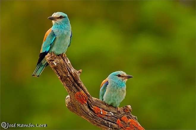 Carraca europea (Coracias garrulus) :: José Ramón Lora Robles ... Carraca europea (Coracias garrulus) :: José Ramón Lora Robles ...