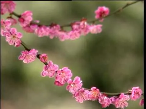 Paisajes, Backgrounds en movimiento, fondos de video, flores ... Paisajes, Backgrounds en movimiento, fondos de video, flores ...