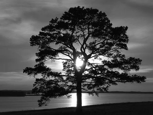 Paisajes en Blanco y Negro