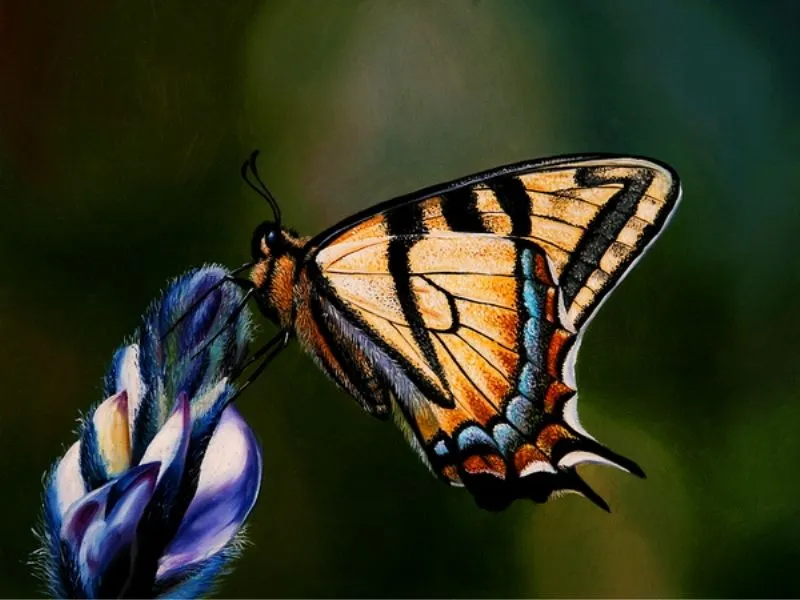 Paisajes y Bodegones: PAISAJES CON MARIPOSAS AL OLEO Paisajes y Bodegones: PAISAJES CON MARIPOSAS AL OLEO