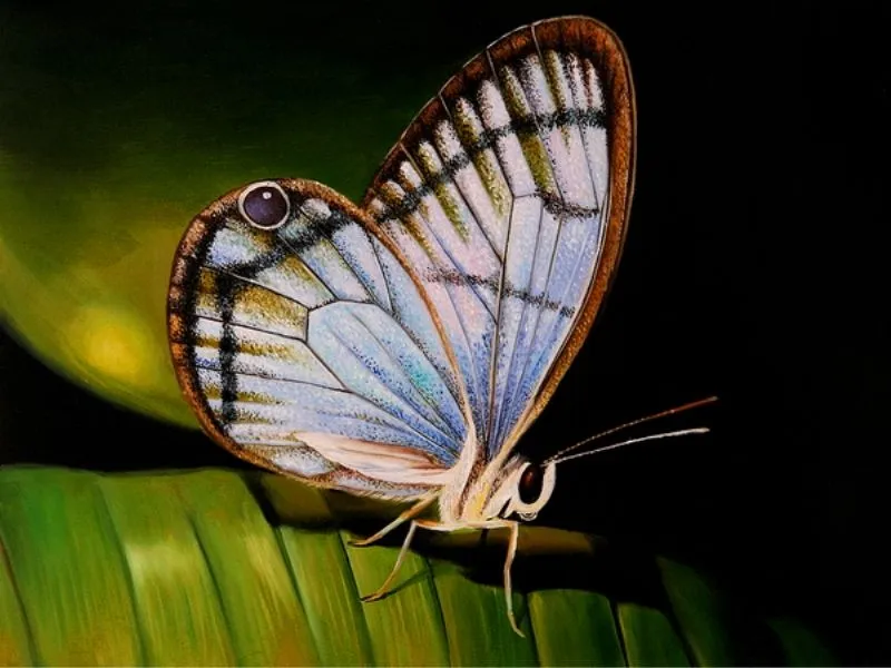 Paisajes y Bodegones: PAISAJES CON MARIPOSAS AL OLEO Paisajes y Bodegones: PAISAJES CON MARIPOSAS AL OLEO
