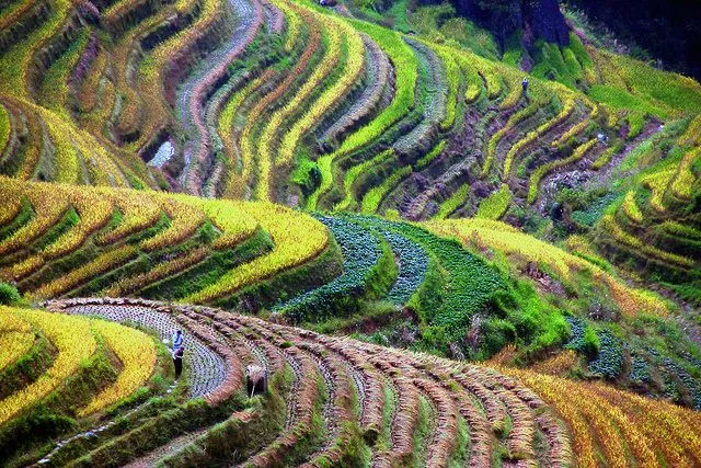 Uno de los paisajes más bonitos de China (Terrazas de Longsheng ... Uno de los paisajes más bonitos de China (Terrazas de Longsheng ...