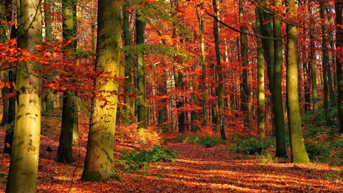 Bosques hermosos | Fotos de naturaleza, animales, paisajes ... Bosques hermosos | Fotos de naturaleza, animales, paisajes ...