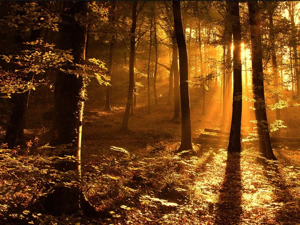 Paisajes de Bosques y Selvas - Bellos Paisajes de la Naturaleza ... Paisajes de Bosques y Selvas - Bellos Paisajes de la Naturaleza ...