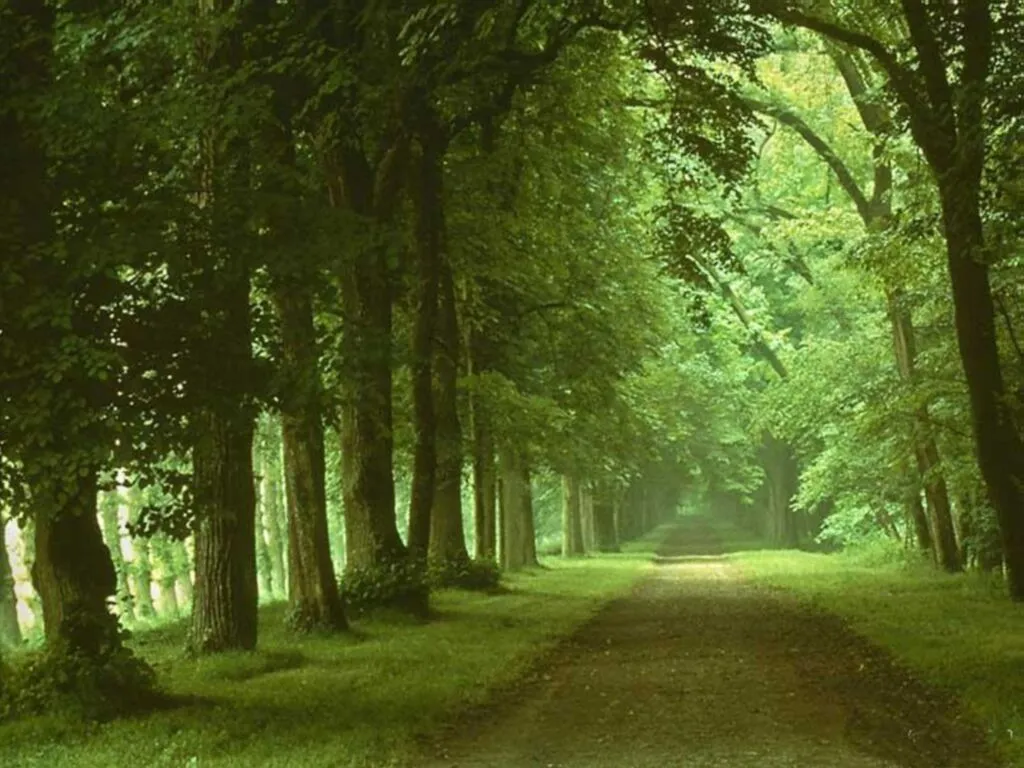 Paisajes de Bosques y Selvas - Bellos Paisajes de la Naturaleza ... Paisajes de Bosques y Selvas - Bellos Paisajes de la Naturaleza ...