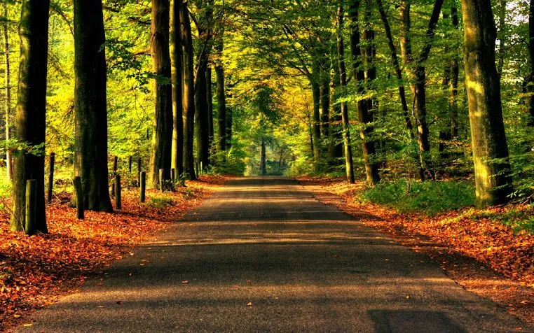 Bosques en HD - Imagui