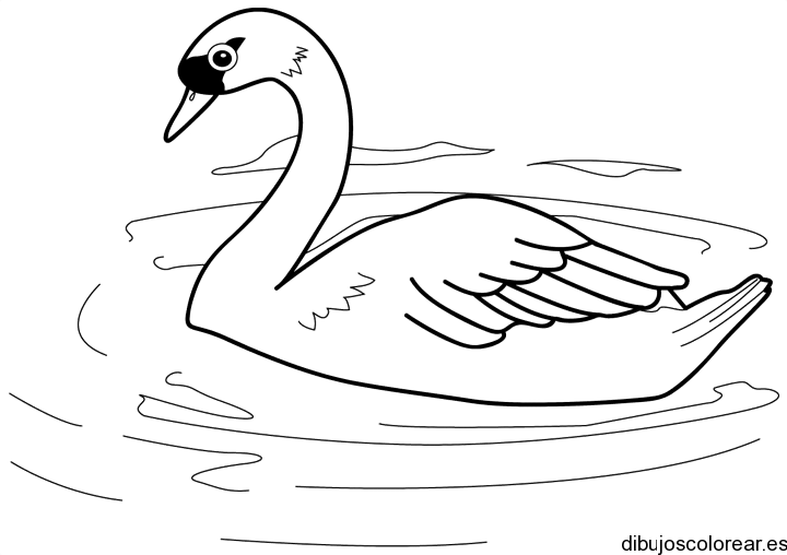 Dibujo de un cisne grande | Dibujos para Colorear Dibujo de un cisne grande | Dibujos para Colorear
