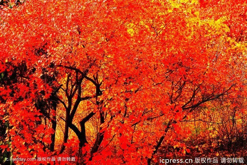 Paisajes y colores del otoño más atractivo_Spanish.china.org.cn_ ... Paisajes y colores del otoño más atractivo_Spanish.china.org.cn_ ...