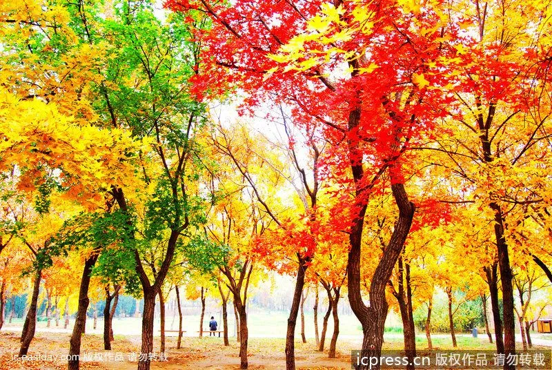 Paisajes y colores del otoño más atractivo_Spanish.china.org.cn_ ... Paisajes y colores del otoño más atractivo_Spanish.china.org.cn_ ...