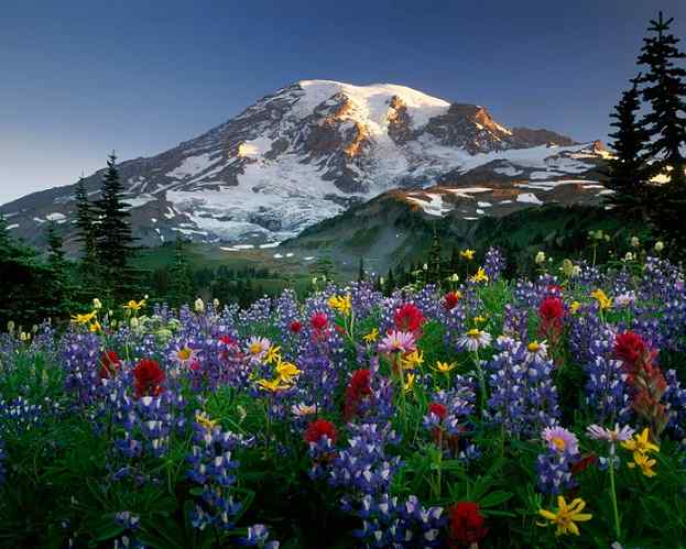 paisajes-de-flores.jpg