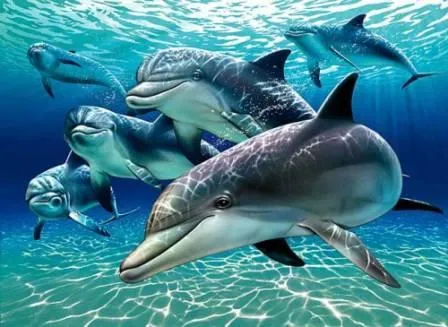 Paisajes: Delfines