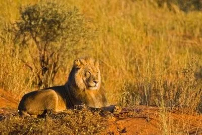 Paisajes de Ensueño: Paisajes con Animales Paisajes de Ensueño: Paisajes con Animales