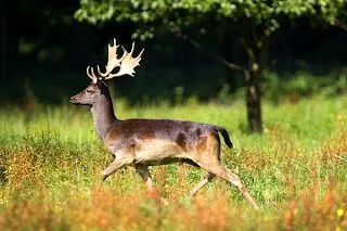 Paisajes de Ensueño: Paisajes con Animales Paisajes de Ensueño: Paisajes con Animales