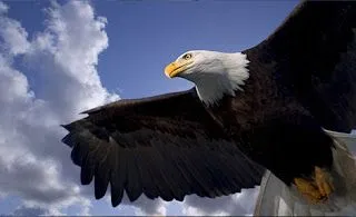 Paisajes de Ensueño: Paisajes con Animales Paisajes de Ensueño: Paisajes con Animales