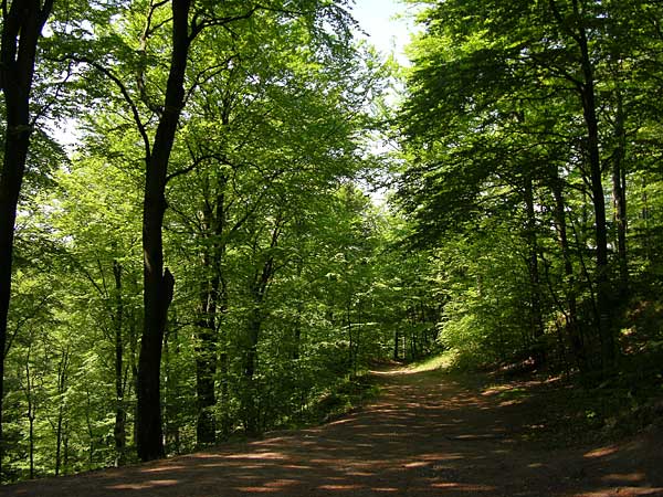 Paisajes de Ensueño: Paisajes de bosques