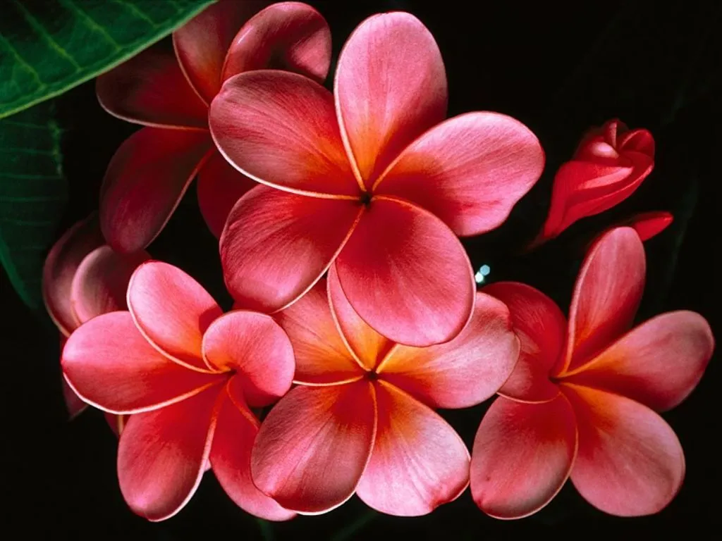 Paisajes de Ensueño: Paisajes de Flores
