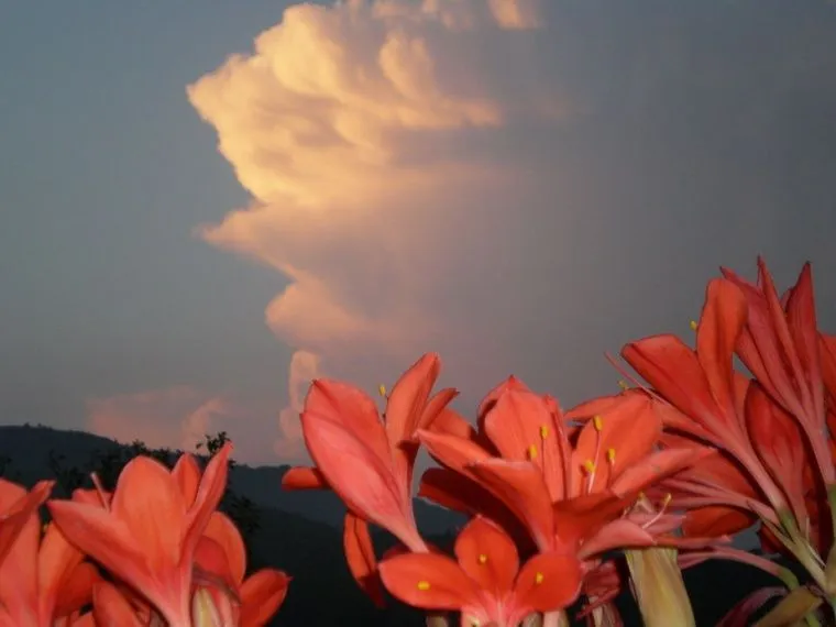 Paisajes de Ensueño: Paisajes de Flores