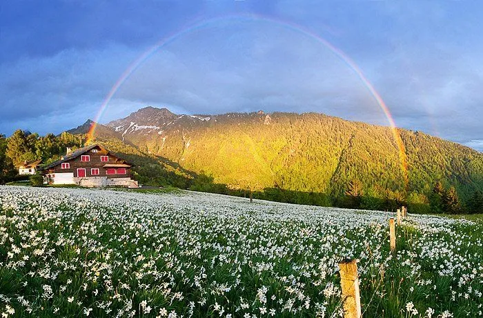 Paisajes de Ensueño: Paisajes de Flores