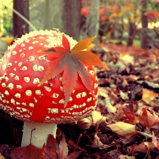 Paisajes de Ensueño: Paisajes de Otoño