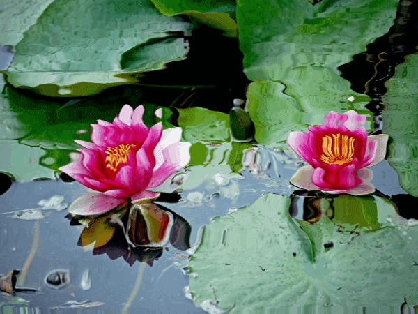 Paisajes con flores y agua - Imagui