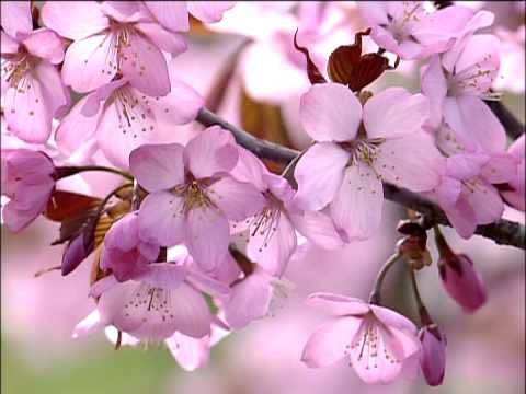 Paisajes Flores Backgrounds fondo animado - YouTube Paisajes Flores Backgrounds fondo animado - YouTube