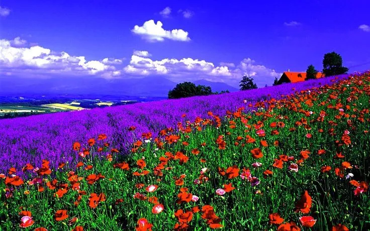 Paisajes De Flores | ... de flores flores de colores imagenes ... Paisajes De Flores | ... de flores flores de colores imagenes ...