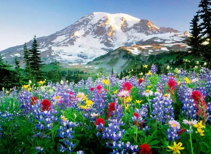 Paisajes De Flores | para fondos de pantallas fotos bonitas de ... Paisajes De Flores | para fondos de pantallas fotos bonitas de ...