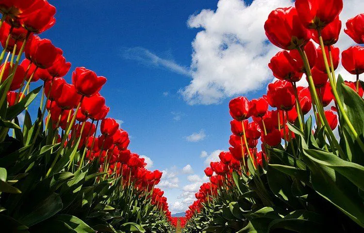 Paisajes de flores - Fotografias y fotos para imprimir Paisajes de flores - Fotografias y fotos para imprimir