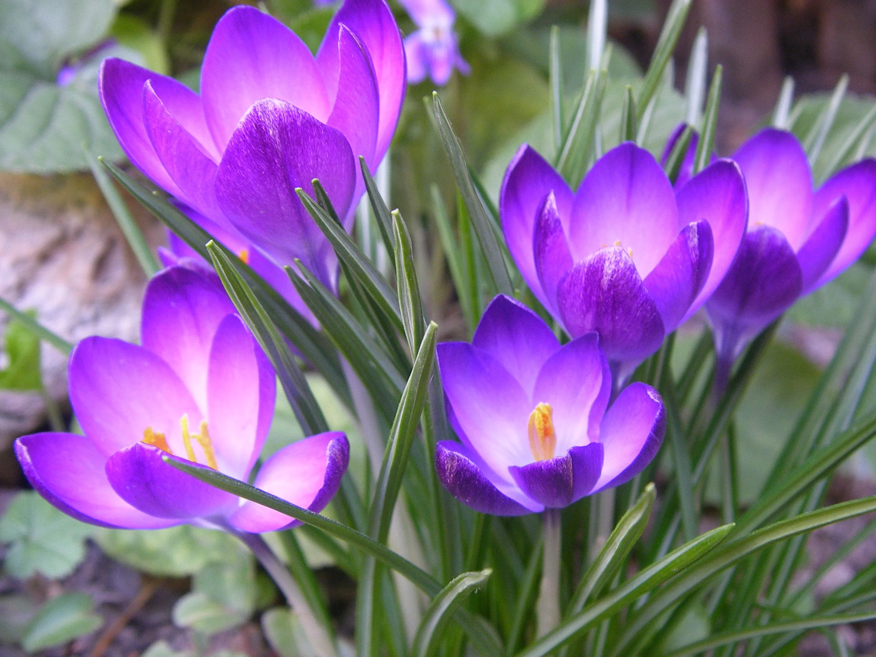 paisajes flores naturales