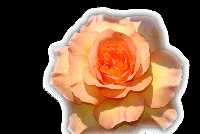 paisajes y flores png | Imágenes png y mucho más