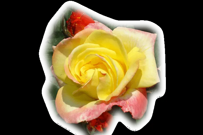 paisajes y flores png | Imágenes png y mucho más paisajes y flores png | Imágenes png y mucho más