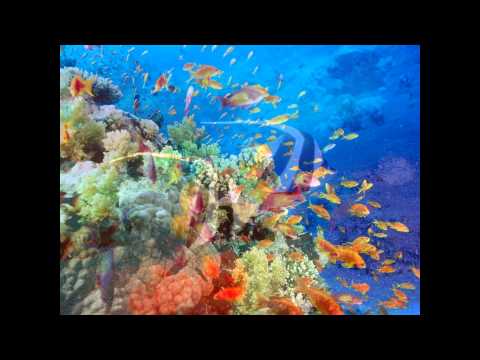 PAISAJES FONDO DEL MAR - YouTube