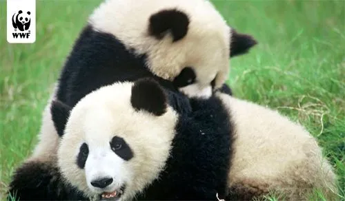 Paisajes hermosos de animales - Imagui