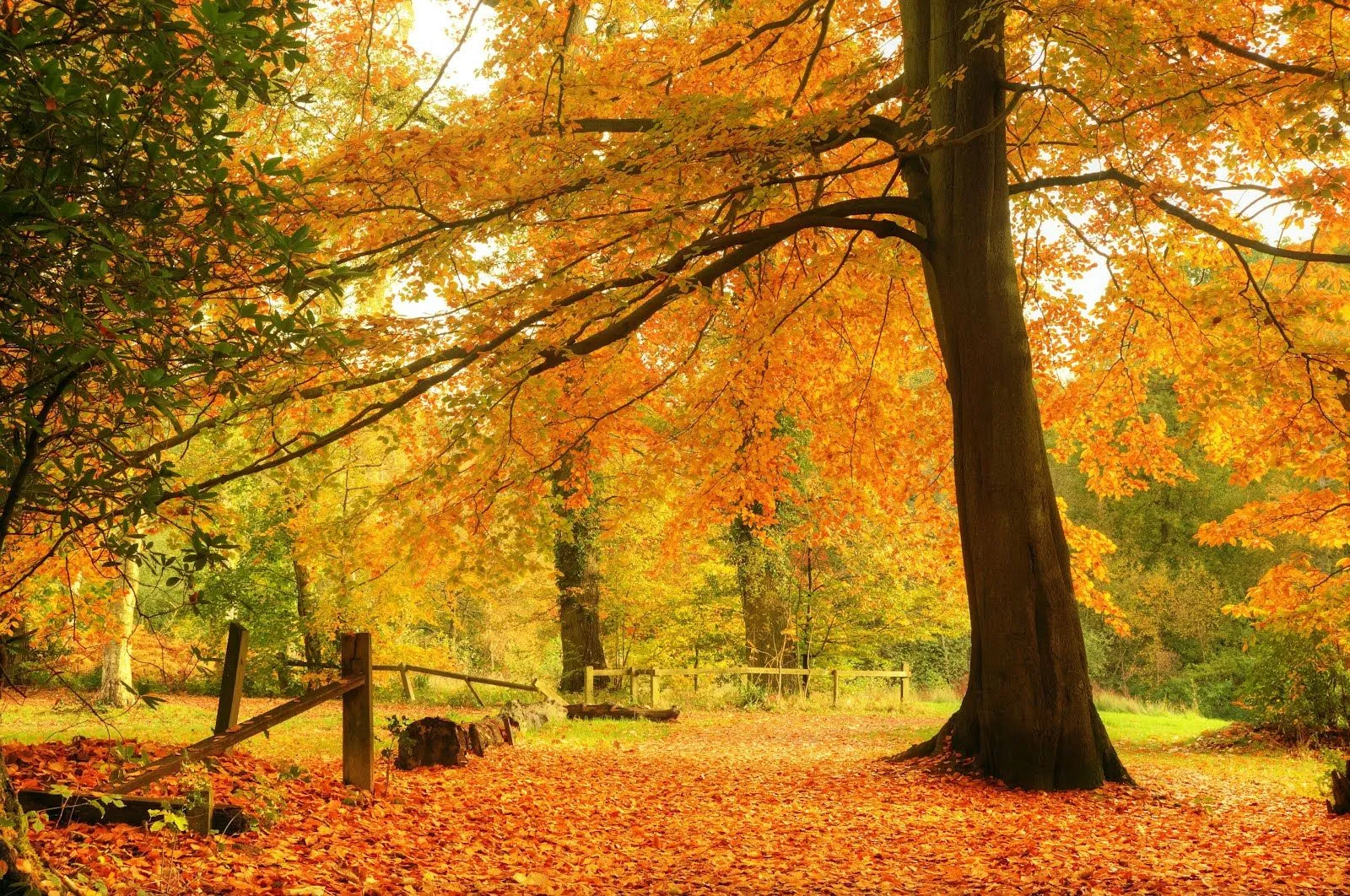 Paisajes hermosos de otoño - Imagui