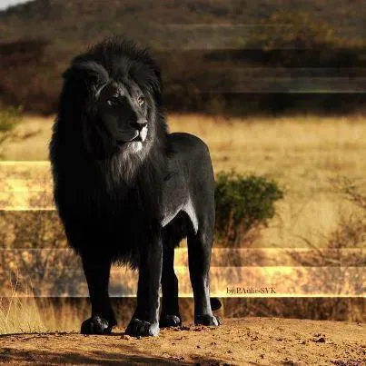 Paisajes Increíbles on Twitter: "Este es el último y único león ... Paisajes Increíbles on Twitter: "Este es el último y único león ...