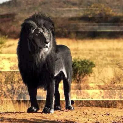 Paisajes Increíbles on Twitter: "Este es el último y único león ... Paisajes Increíbles on Twitter: "Este es el último y único león ...