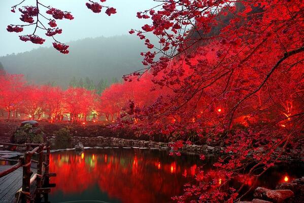 Paisajes Increíbles on Twitter: "Lago rojo Cherry Blossom, Sakura ...