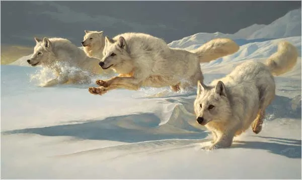 paisajes con lobos - Blog de familia5432