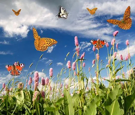Paisajes con mariposas y flores - Imagui