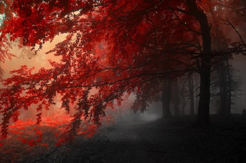 Paisajes de matices rojos y oscuros fantásticos - Identi Paisajes de matices rojos y oscuros fantásticos - Identi