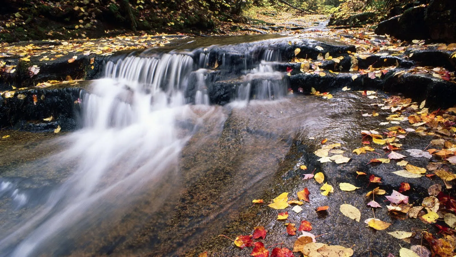 Paisajes Con Movimiento Para Pc