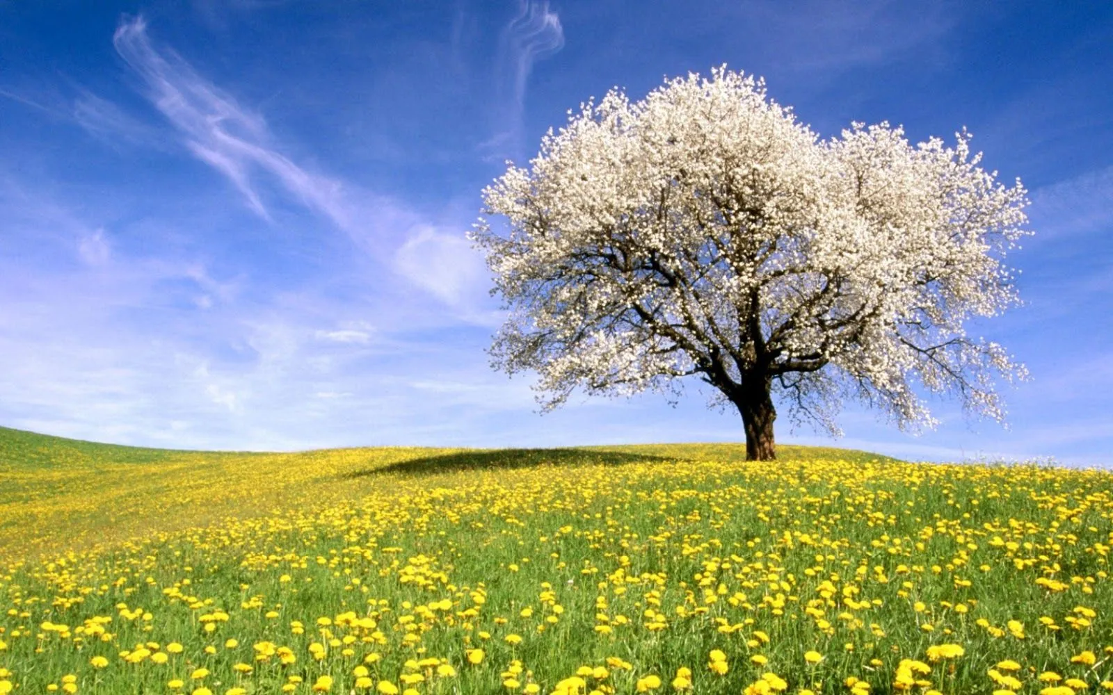 paisajes del mundo: Paisajes...bonitos de Primavera