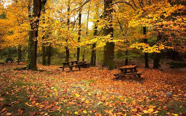 Paisajes de otoño para fondos de pantalla gratis - Imagui Paisajes de otoño para fondos de pantalla gratis - Imagui