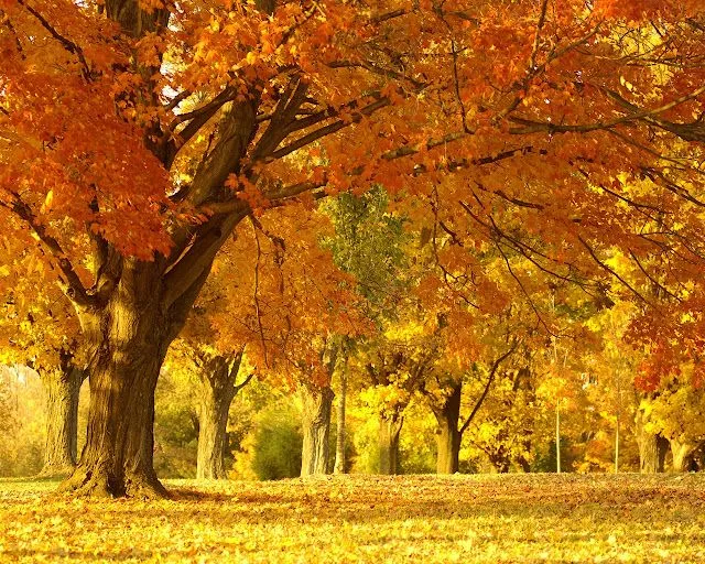 Fondos de pantalla paisajes otoñales gratis - Imagui