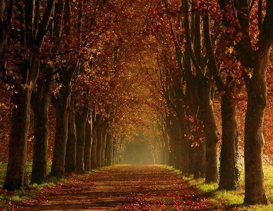 Paisajes naturales de bosques - Imagui
