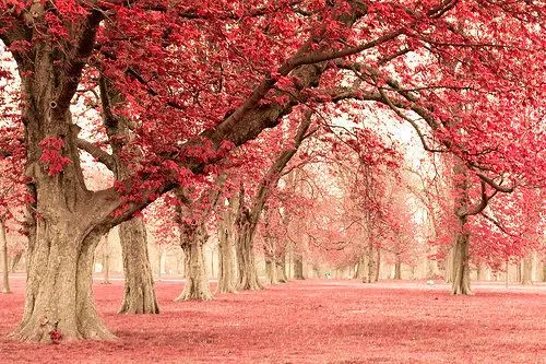 Paisajes pink - Imagui