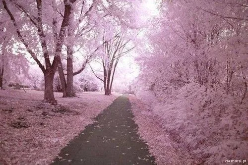 PAISAJES ROSADOS - Imagui