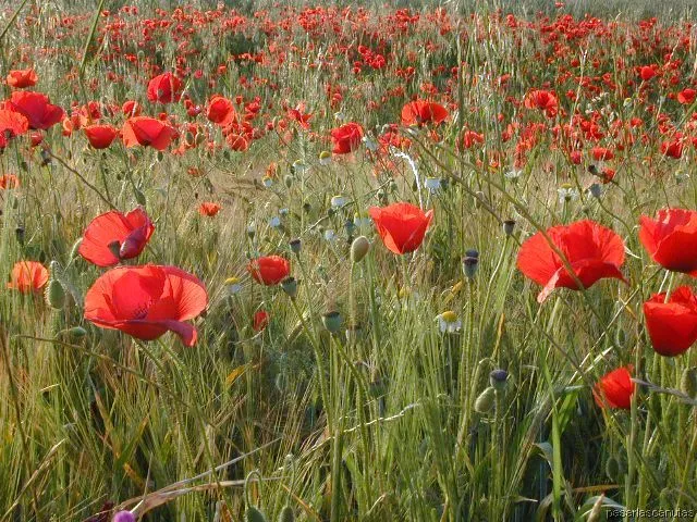 fotos de paisajes - campos de amapolas de Ajalvir