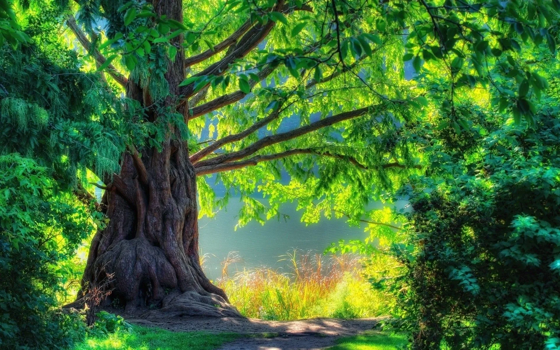 Paisajes Verdes Hd